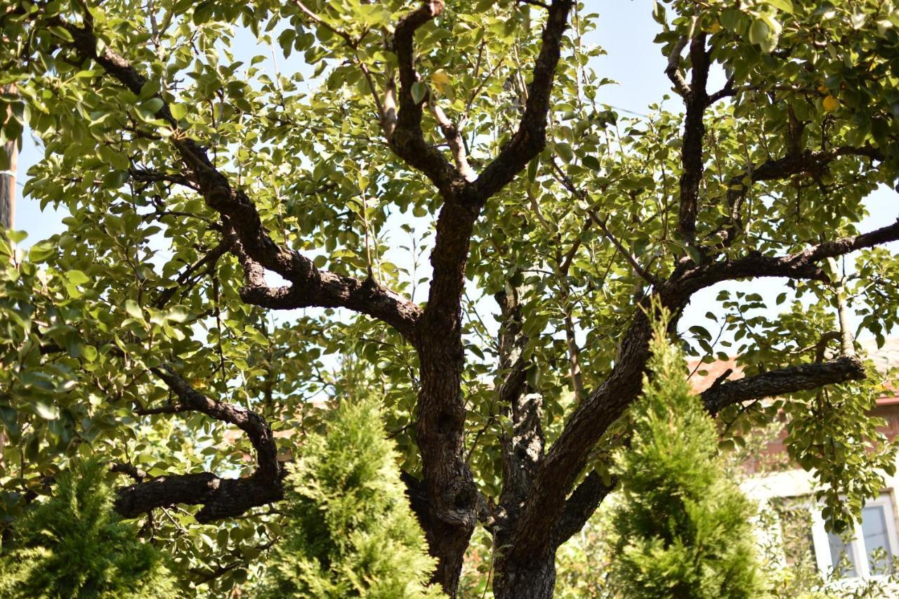Konak Garavi Sokak Kursumlija エクステリア 写真